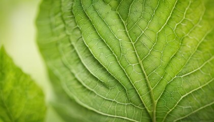 Wall Mural -  Vibrant green leaf closeup with detailed vein pattern