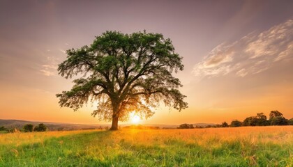 Poster -  Tranquil sunset in a field with a majestic tree