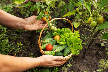 Close up of a mature male farmer is holding a basket with fresh harvested at the moment vegetables satisfied with his harvest