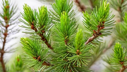 Wall Mural -  Vibrant green pine needles in closeup