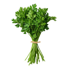 Canvas Print - Fresh bunch of parsley tied with string, a popular culinary herb for garnishing and flavoring dishes