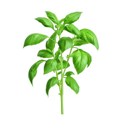 Wall Mural - Fresh basil plant with vibrant green leaves on a black background