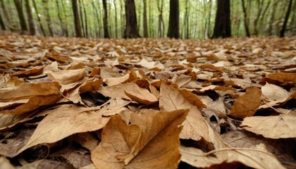 Sticker -  Autumns tapestry in a forest clearing