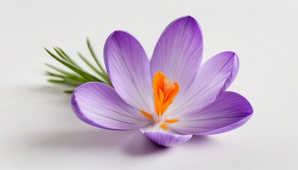 Wall Mural -  Purple and orange flower bloom