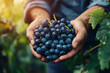 © lashkhidzetim - person is holding a bunch of grapes in their hands. The grapes are small and dark blue in color. Concept of abundance and freshness, as the person is holding a large number of grapes