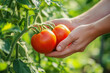 © lashkhidzetim - person is holding a bunch of ripe tomatoes. The tomatoes are red and green in color. Concept of freshness and abundance