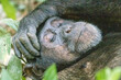 © Emily_M_Wilson - Africa, Uganda, Kibale Forest National Park.  Chimpanzee (Pan troglodytes) in forest. Head-shot, face. 2016-08-04