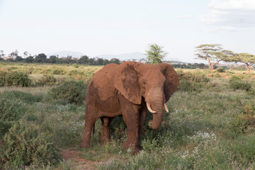 Africa, Kenya, Samburu National Reserve. Elephants in Savannah. (Loxodonta africana). 2016-08-04