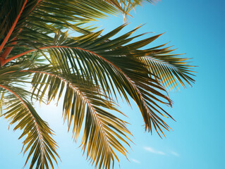 Wall Mural - Luxurious Palm tree leaves and the sky summertime travel background