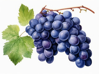 Wall Mural - Outstanding Blue grape isolated on white background. Watercolor, hand drawn created with