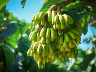 Wall Mural - Luxurious Bananas arranged on a green background