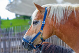 Fototapeta Konie - Pferd - Bauernhof - Reiten - Horse - Allgäu