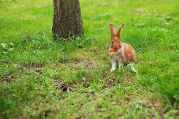 Wall Mural - Cute young red rabbit eating carrot on the park at a Summer's day. Space for copy.