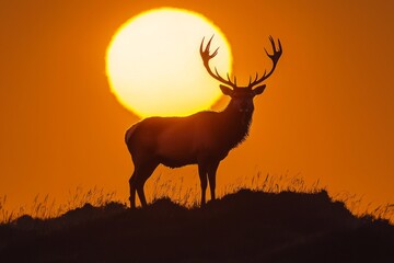 Wall Mural - A majestic stag standing on a distant hill at dawn, its silhouette magnified with the rising sun behind it. -