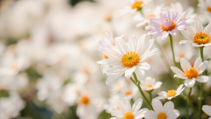 Wall Mural - Close up of beautiful white daisy flower with yellow center.