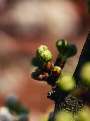 Close up of a flower bud