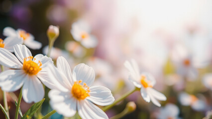 Poster - White Flower Close Up With Soft Background