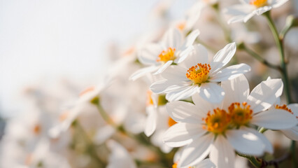 Wall Mural - white flowers in bloom