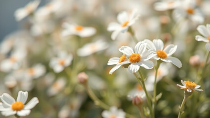 Wall Mural - white daisies in a field of green