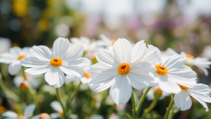 Wall Mural - close up of white cosmos flowers in bloom