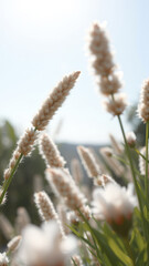 Poster - Fluffy White Flowers in the Sun