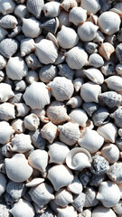 Seashells Texture Background