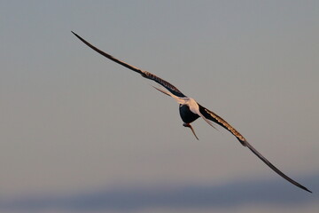 Poster - terns