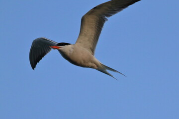 Poster - common tern