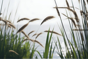 Wall Mural - reeds white background