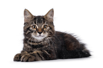 Cute black tabby semi longhair house cat kitten, laying down side ways. Looking towards camera. Isolated on a white background.