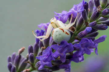 Wall Mural - A white crab spider in close up view with soft green lavendar background