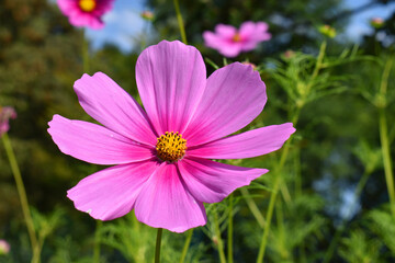 Sticker - Pink flowers of the garden cosmos (Cosmos bipinnatus)