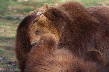 brown bear