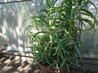 aloe, plants in the garden, green, summer, plant