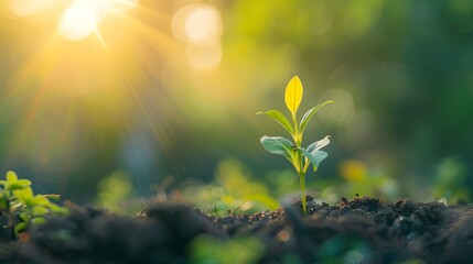 A young plant sprouting from the ground, with sunlight and a green natural background