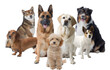 © stokkete - Group of different dogs looking at camera