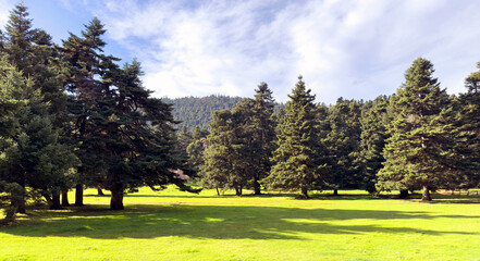 Forest glade among fir trees in mountain, Blue sky and green grass, Spring season