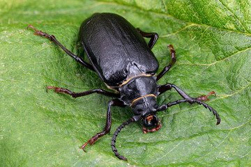 Black longhorn beetle, Prionus coriarius on green leaf, macro detail shot of a black beetle also known as tanner or sawyer