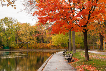 Red maple leaves in La Fontaine Park Pond during autumn foliage season. Montreal, Quebec, Canada.