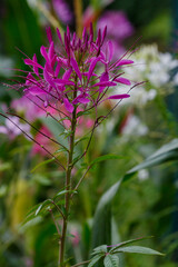 Wall Mural - Cleome spinosa flower also called bunga Mamang besar, beautiful in garden. Close up photo