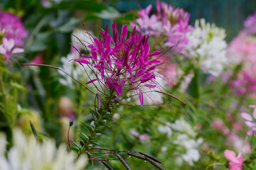 Wall Mural - Cleome spinosa flower also called bunga Mamang besar, beautiful in garden. Close up photo