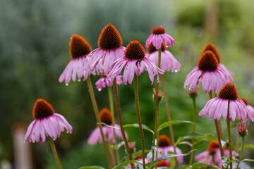 Wall Mural - Echinacea purpurea ( Latin Echinacea purpurea ) is a perennial plant of the Asteraceae family