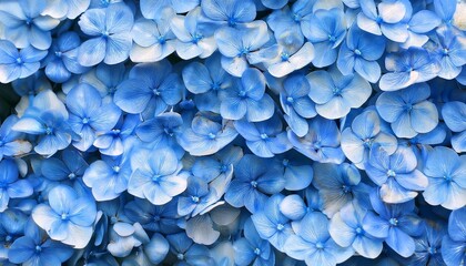 Wall Mural - blue flowers wallpaper background