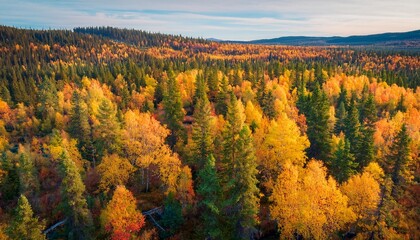 Sticker - telephoto shot of a forest woodlands of arctic northern scandinavia in a peak of autumn colors