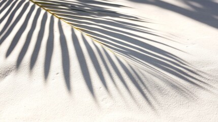 Wall Mural - Business, travel concept, fern leaf, projection, background, palm leaf, Shadow, clean flat, white sand beach, local close-up, magazines, books, documents, media, Reading, color, pattern, sky, close-up