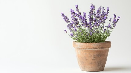 Wall Mural - A potted lavender plant with purple flowers, showcasing natural beauty and decor.