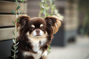 Wall Mural - cute brown chihuahua dog portrait outdoors