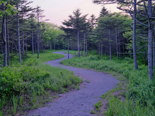 Wall Mural - A path through a forest with a purple sky in the background. The path is made of gravel and is surrounded by trees