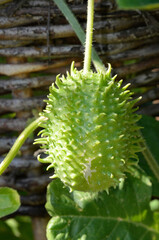 Wall Mural - Cucumis anguria, Concombre des Antilles