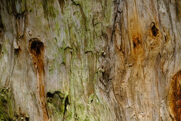 eucalyptus tree trunk surface.